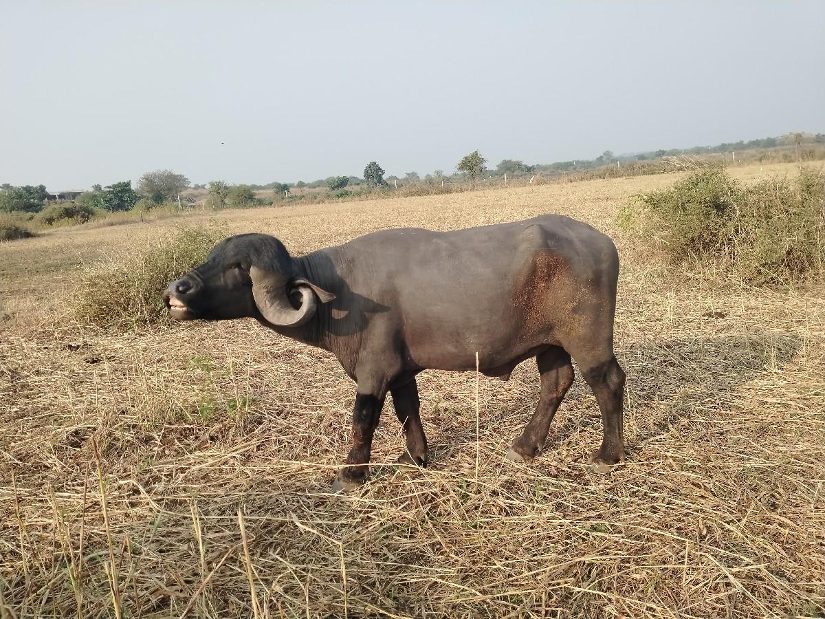 આ પાડો વેચવાનો છે