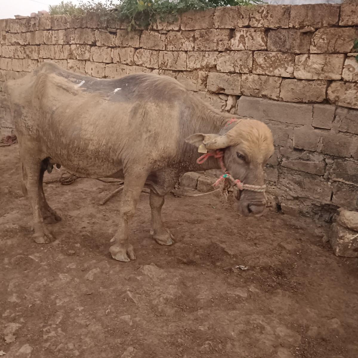 થંબનેલ 2