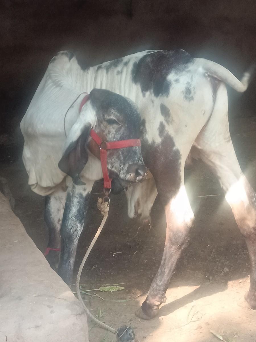 8 mahina no vasado vesava no se