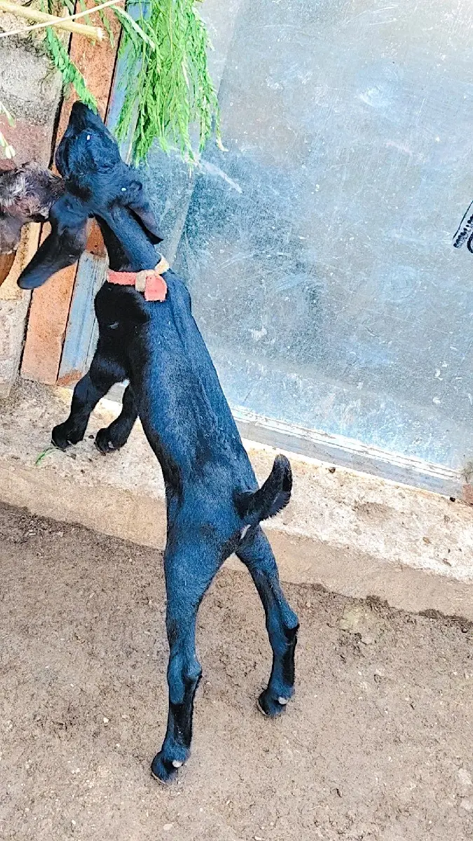 થંબનેલ 3