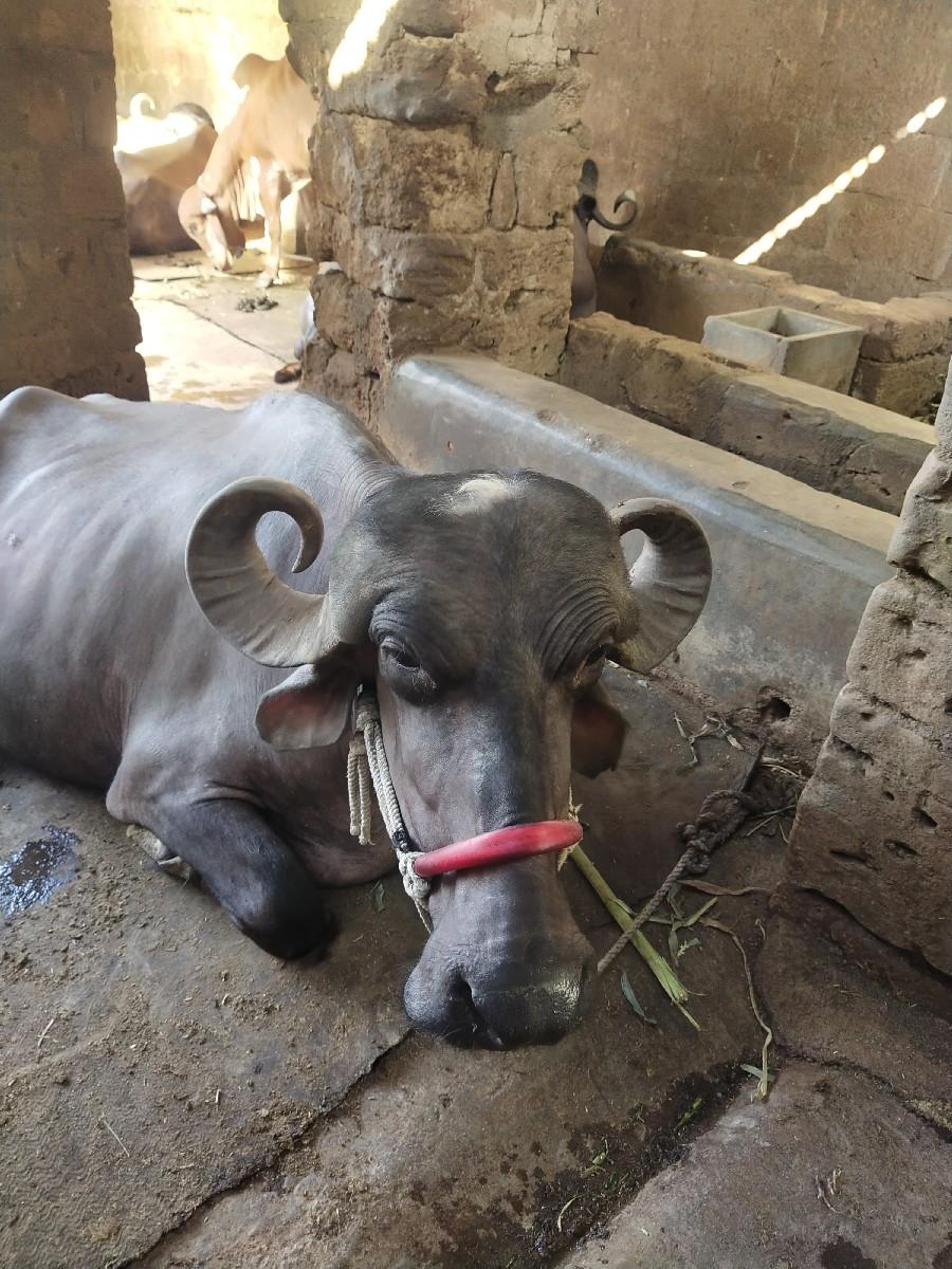 થંબનેલ 2