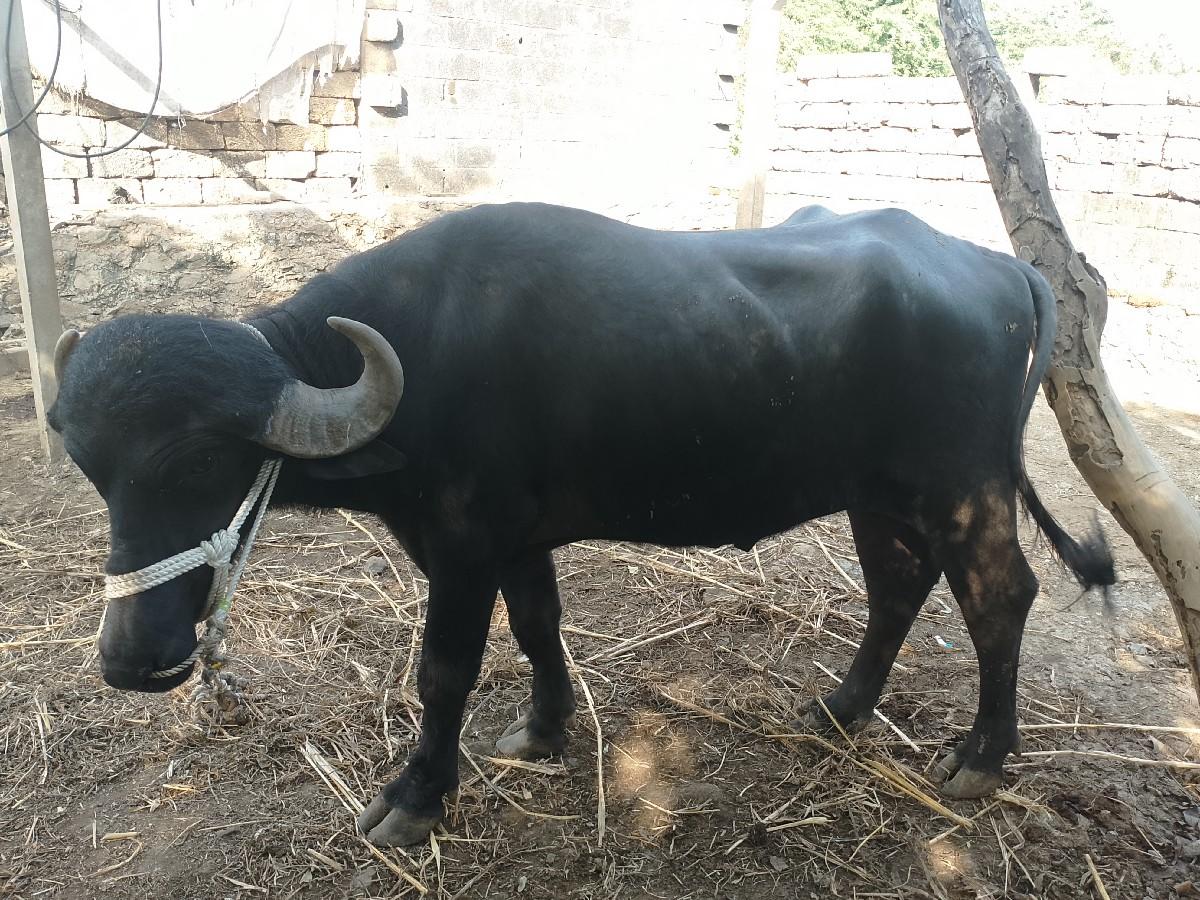 પાડો વેચવા છે ચાર દાંત છે