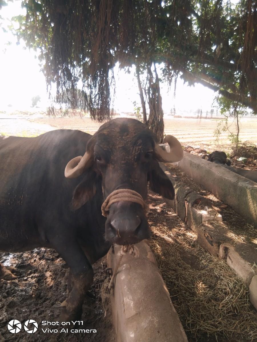 થંબનેલ 3