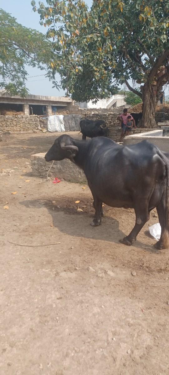 થંબનેલ 3