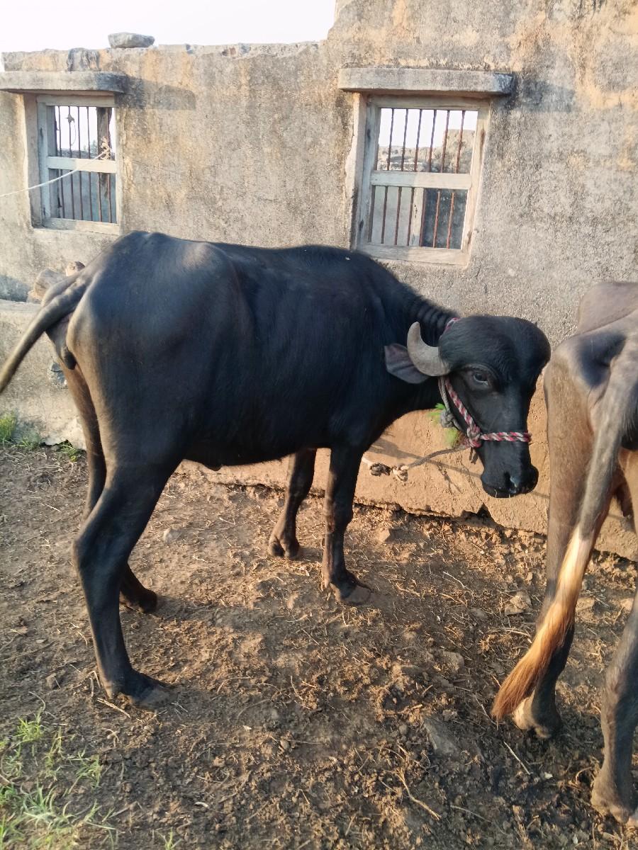 થંબનેલ 3