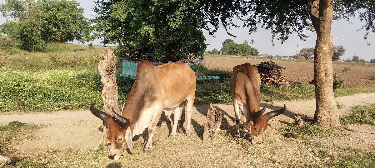 થંબનેલ 3