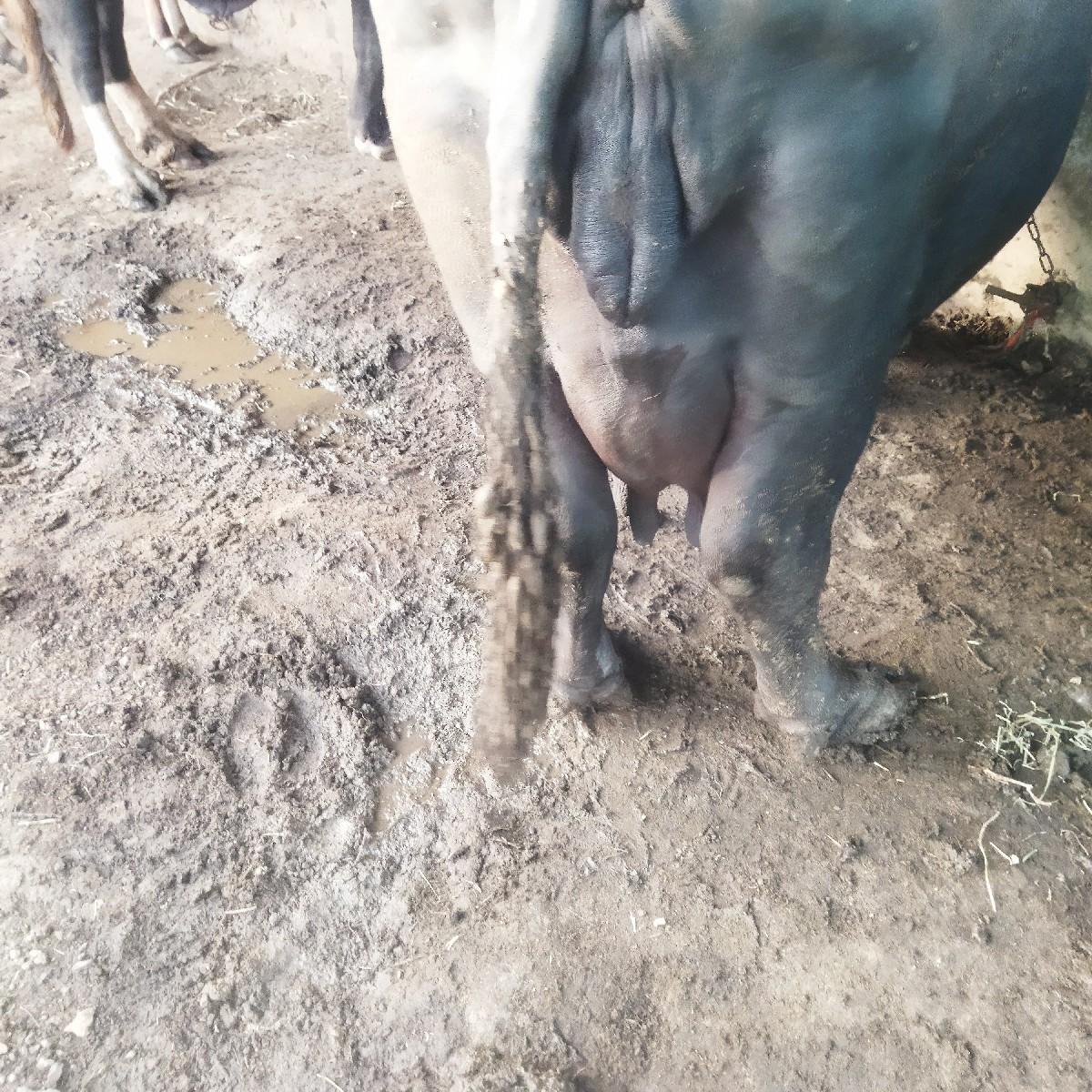 જાફરાબાદી ભેસ બે તણ દીવસની