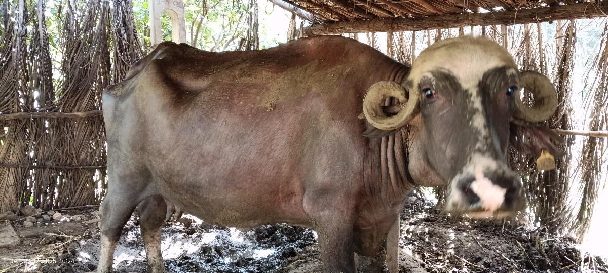 વેસવા ની સે