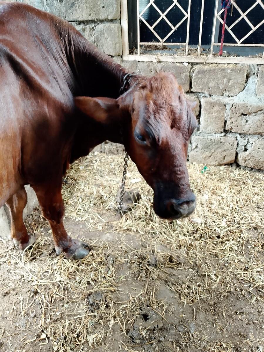 થંબનેલ 3