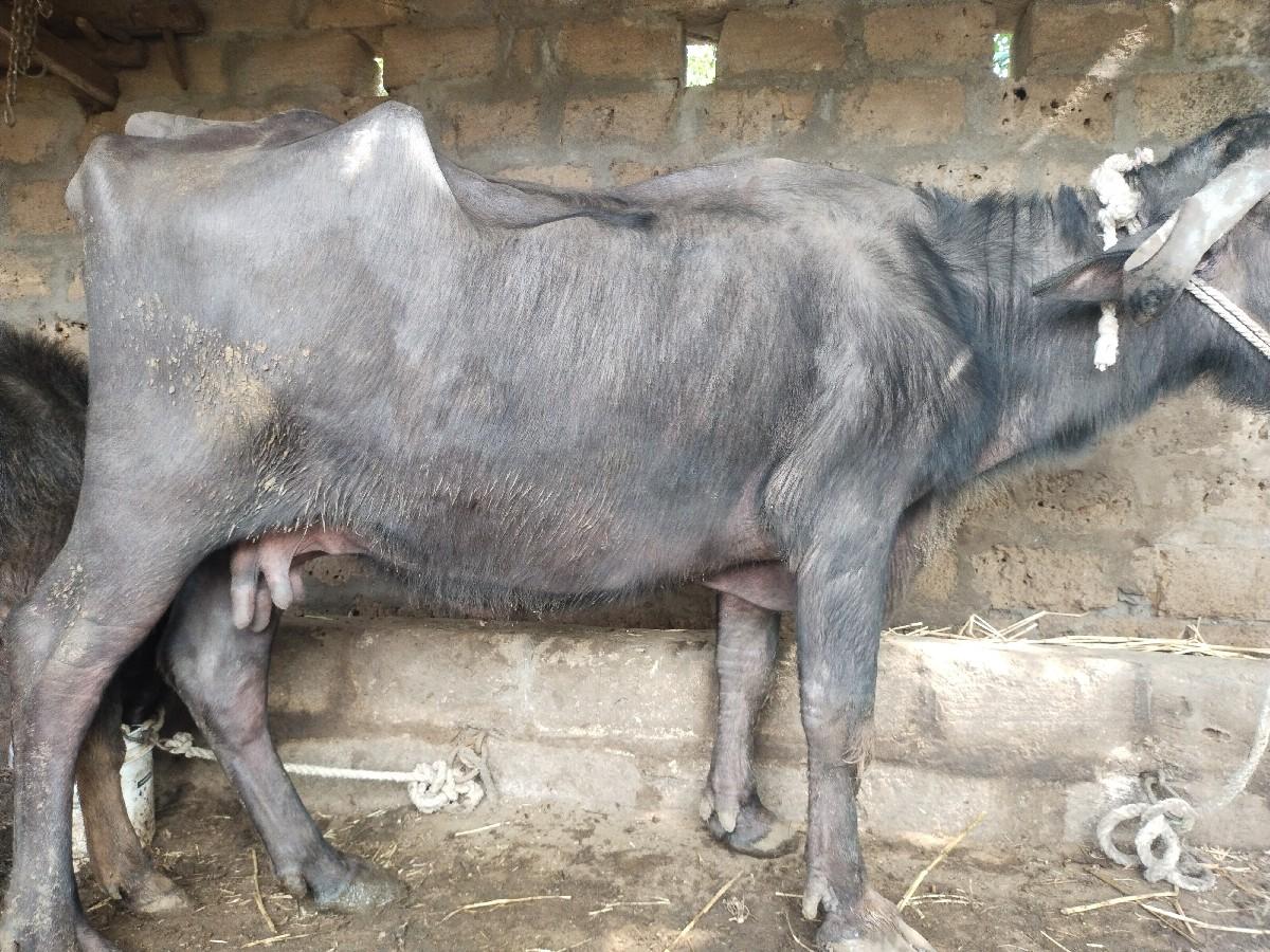 થંબનેલ 3