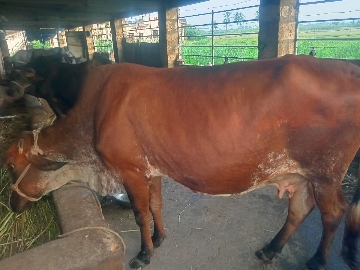 એ સબ ગાય વેચવાની છે 15 દિવસની વાર છ