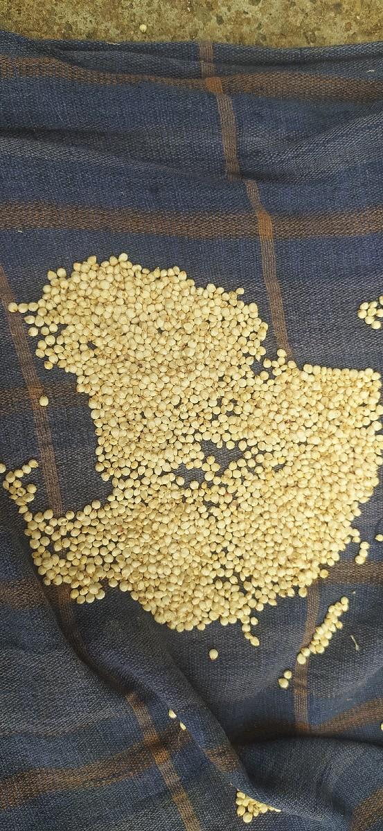 જુવાર નુ બિયારણ વેચવાનુ છે