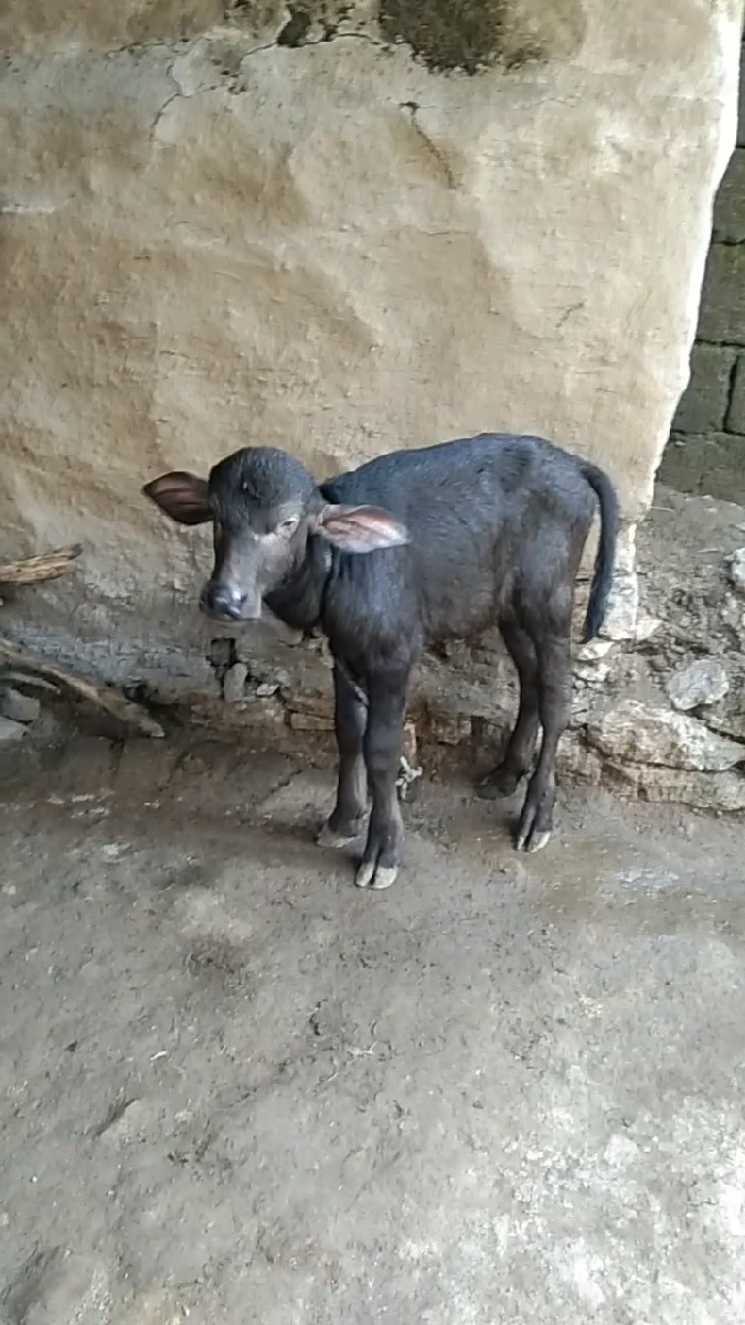 થંબનેલ 2