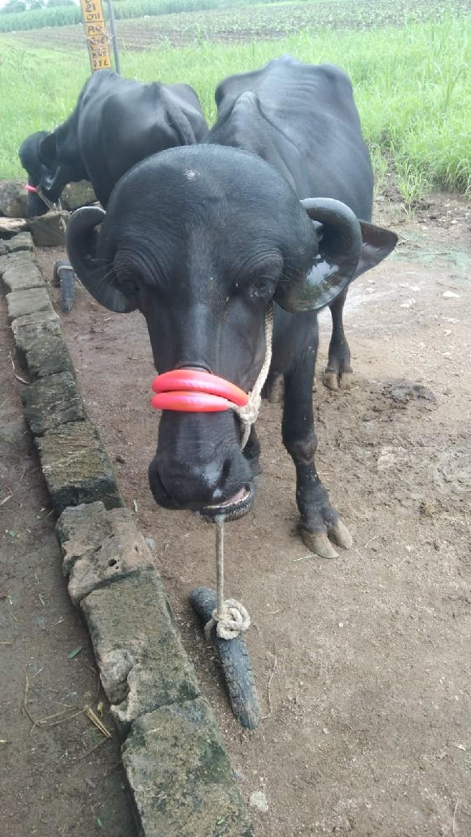 ખળેલી વેચવાની છે