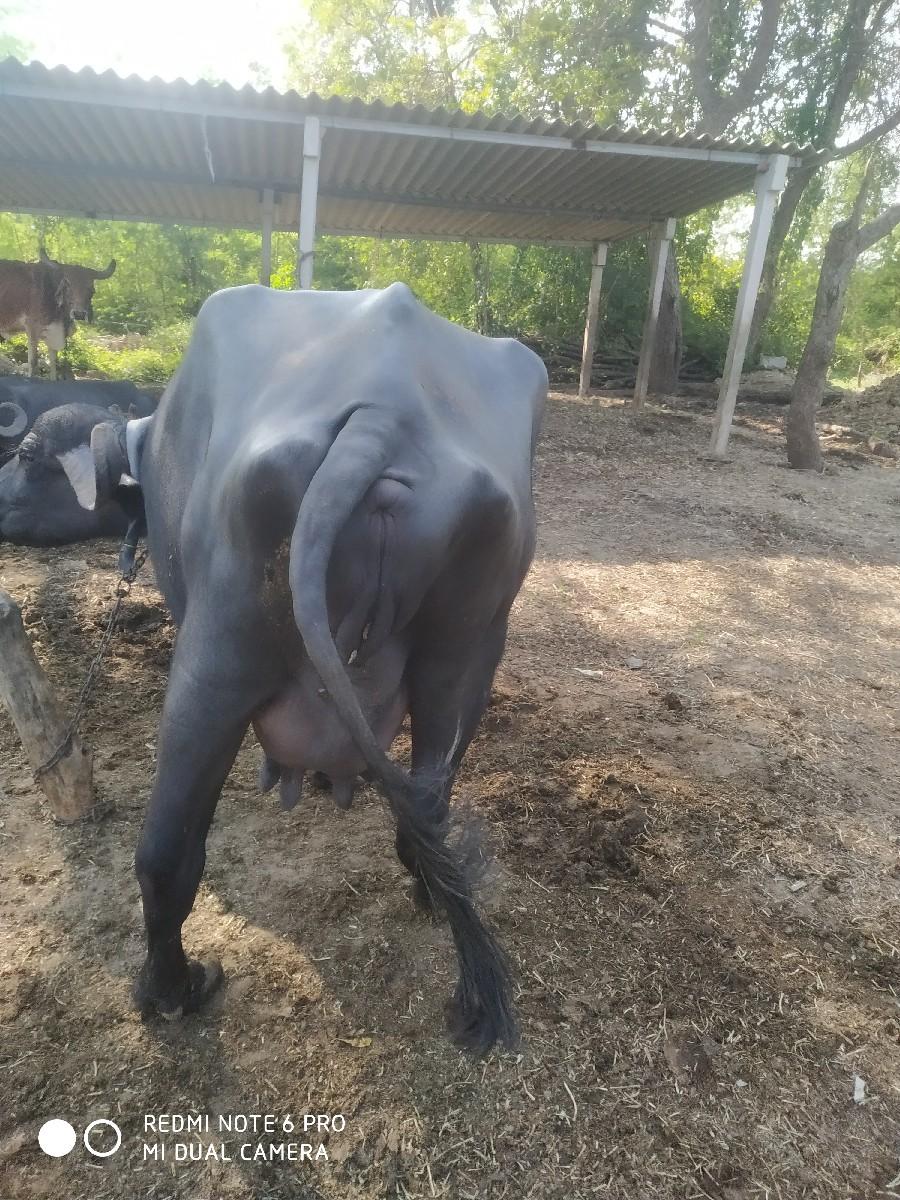 થંબનેલ 3