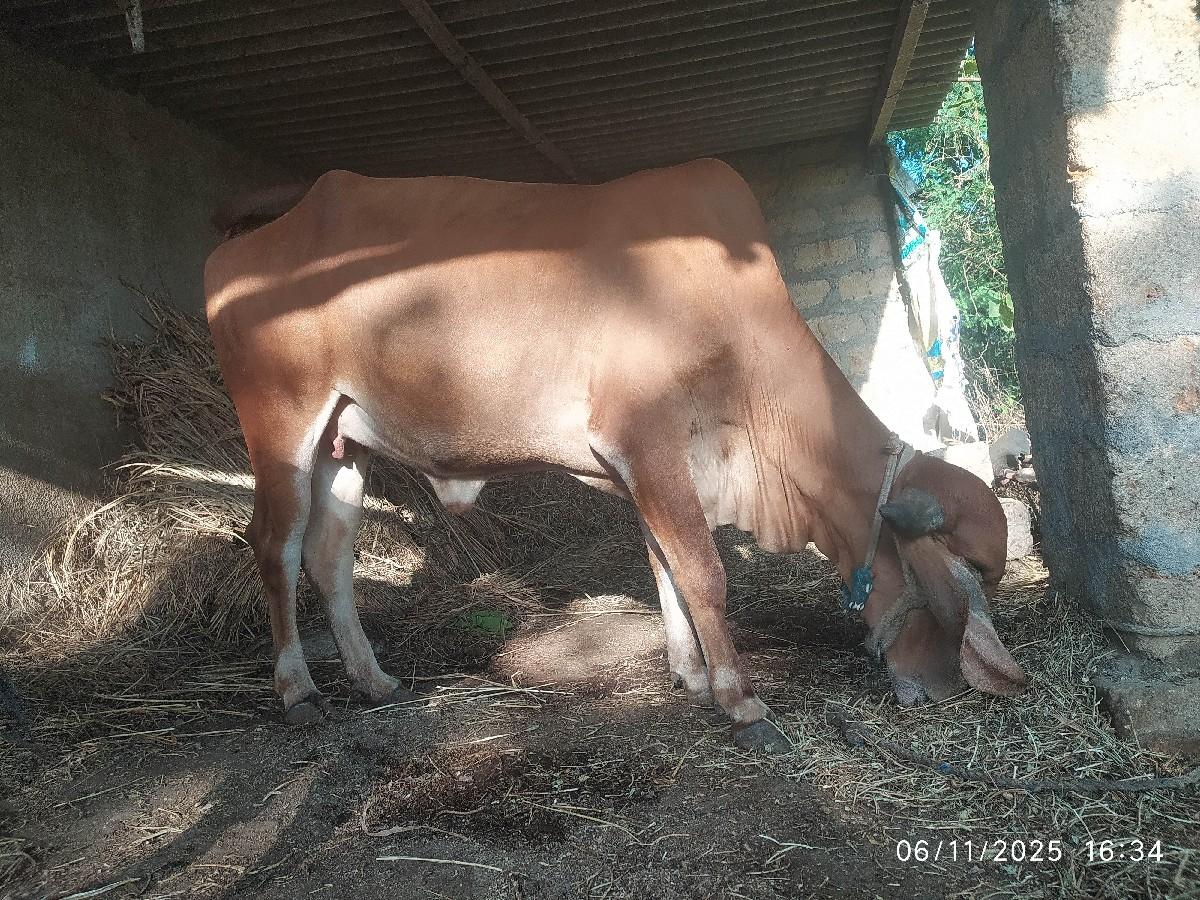 થંબનેલ 2