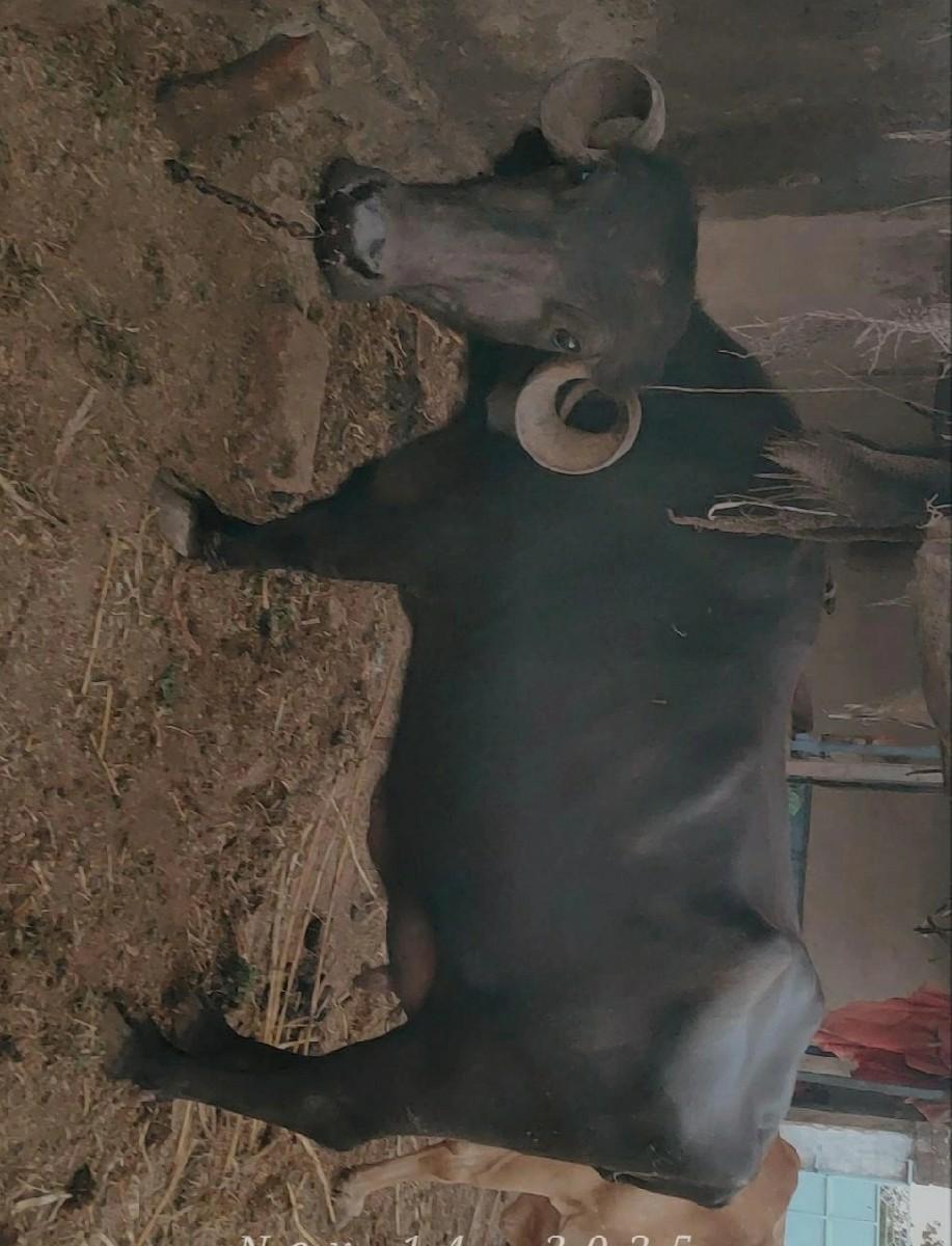 વેચવાનું છે 
પેલું વેંતર