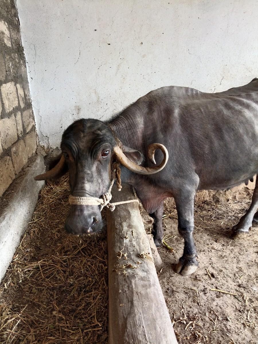 ભેંસ વેચવાની છે