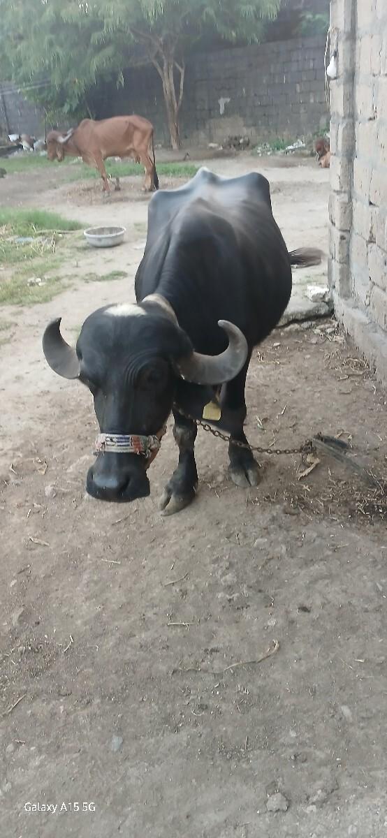 થંબનેલ 2