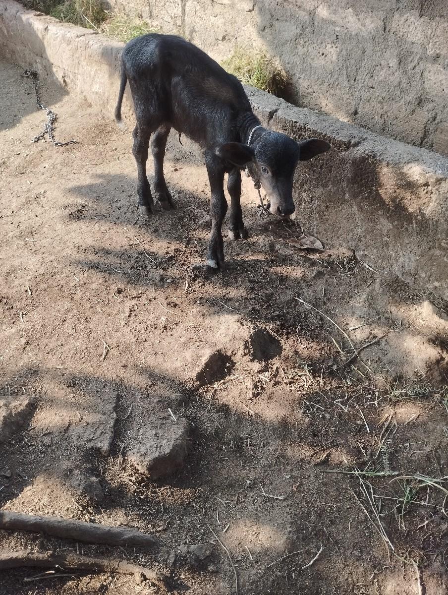 थंबनेल 3