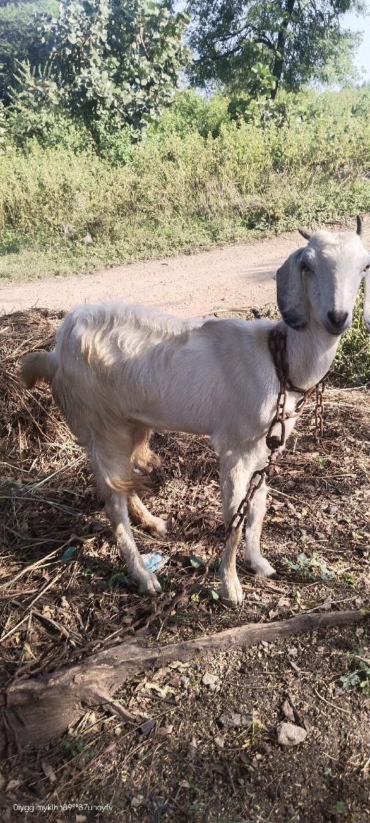 થંબનેલ 2