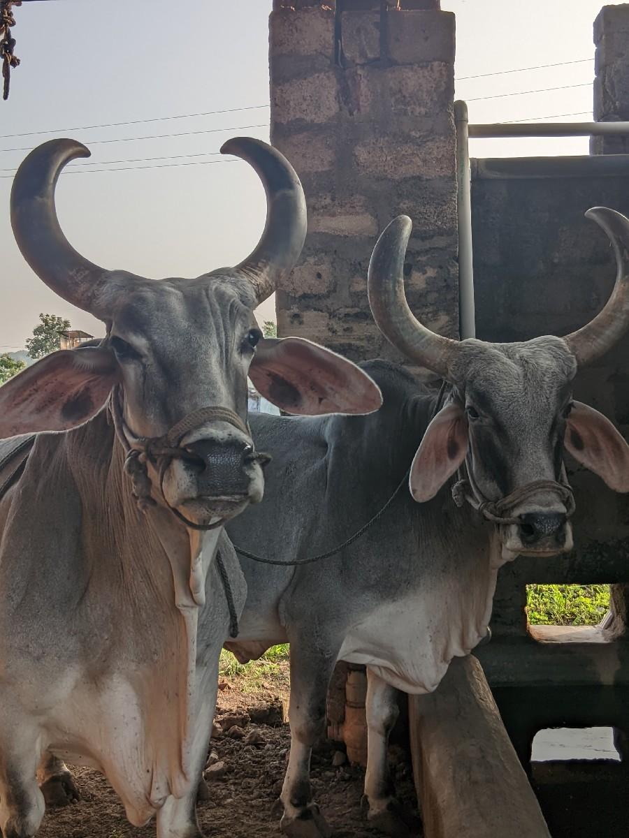 બળદ‌ વેચવા ના‌ સે