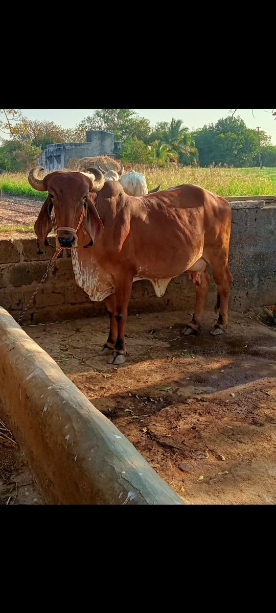 ગાય વેચવા નિ ષે બે આશર સે