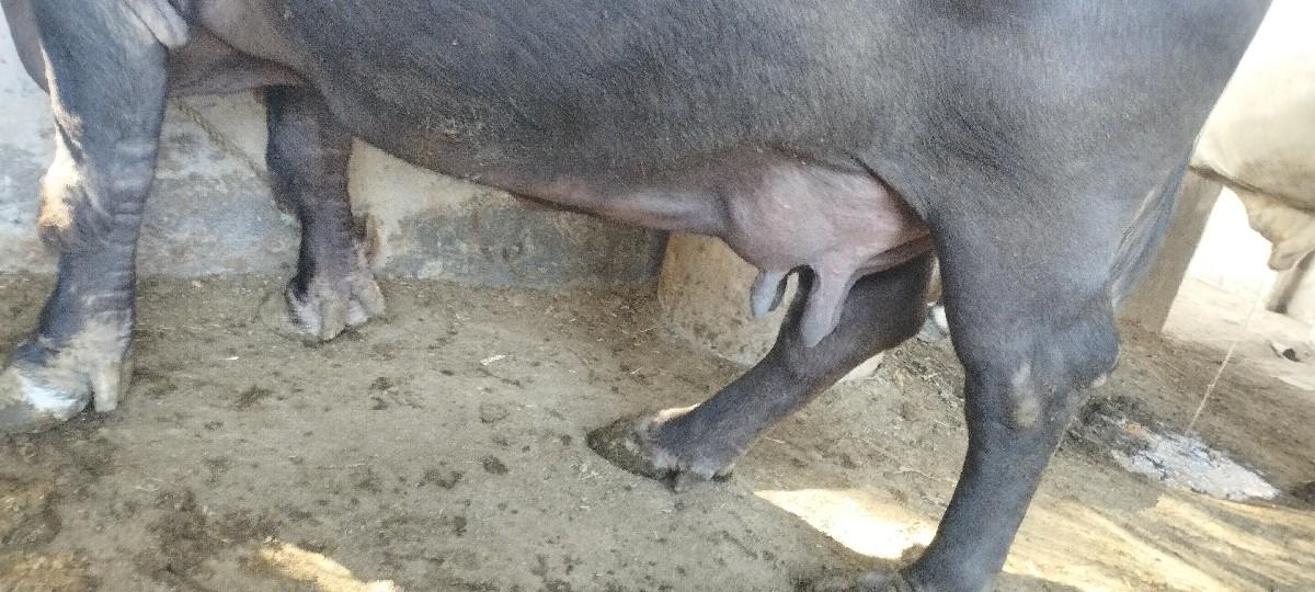 ભેંસ વેચવાની છે