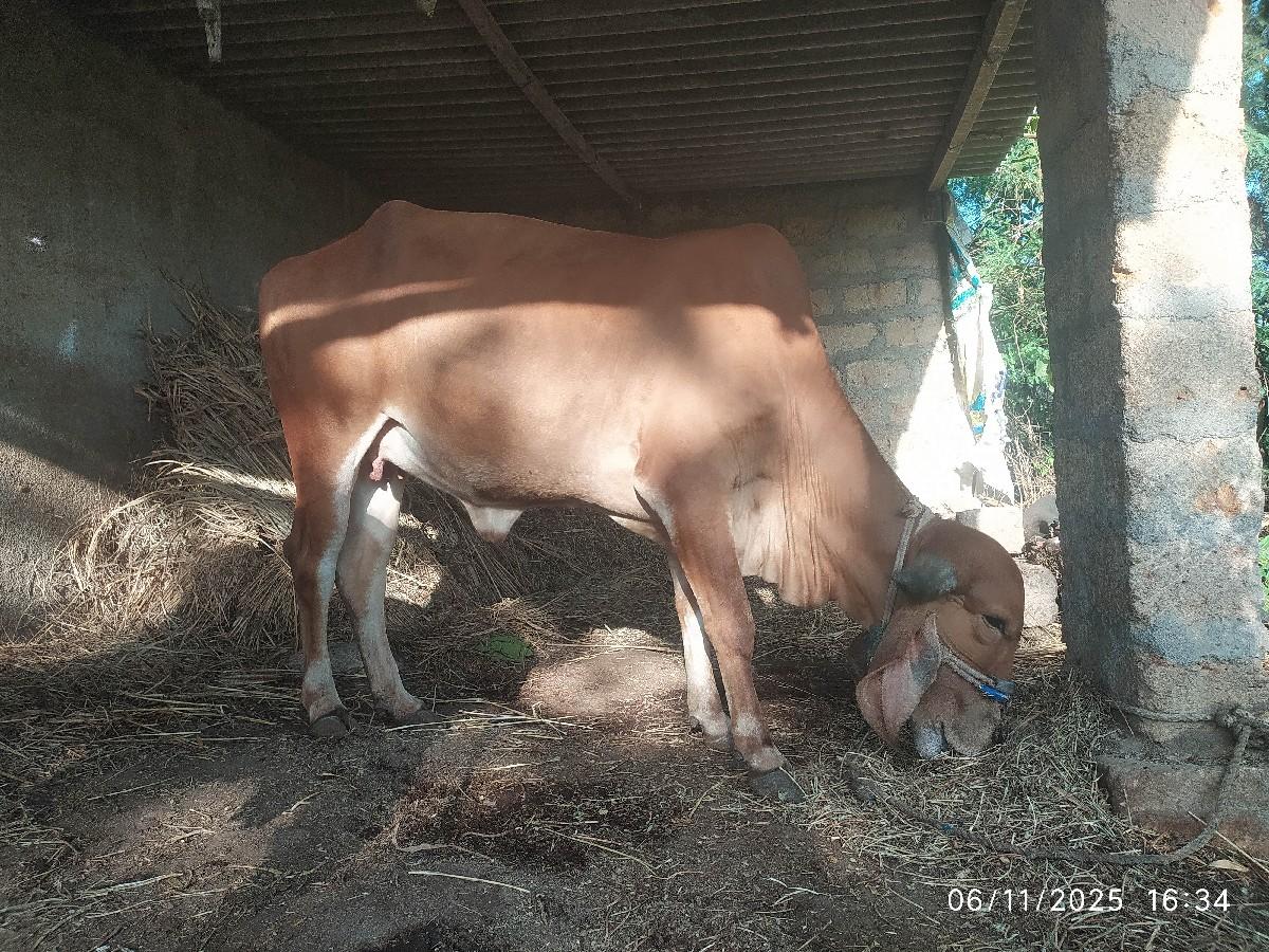 ગીર હોડકી