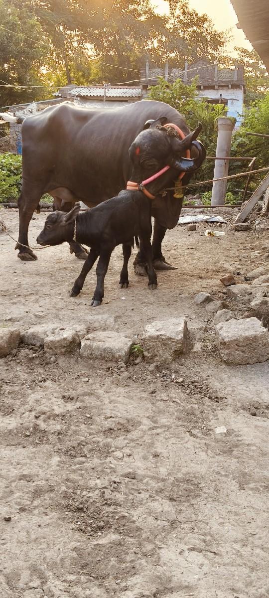 થંબનેલ 3