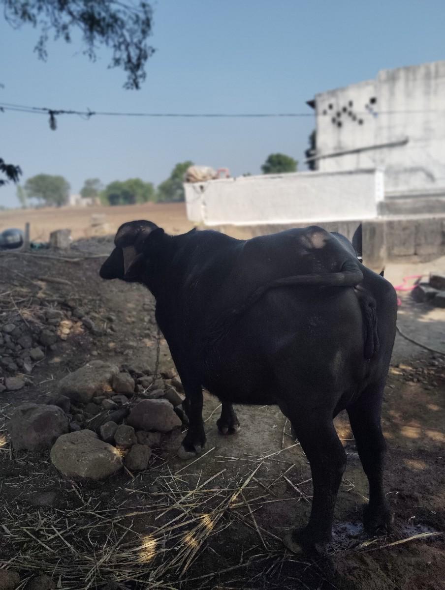 થંબનેલ 2