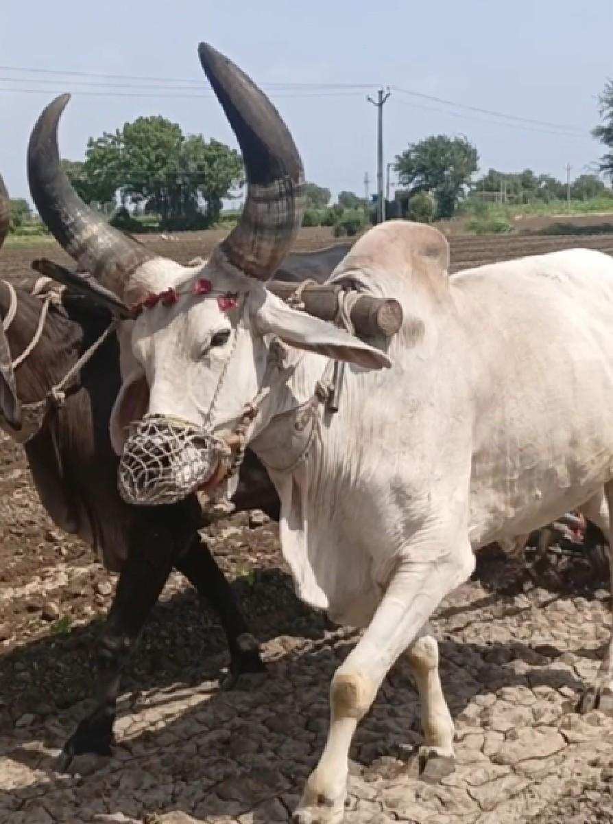 થંબનેલ 3