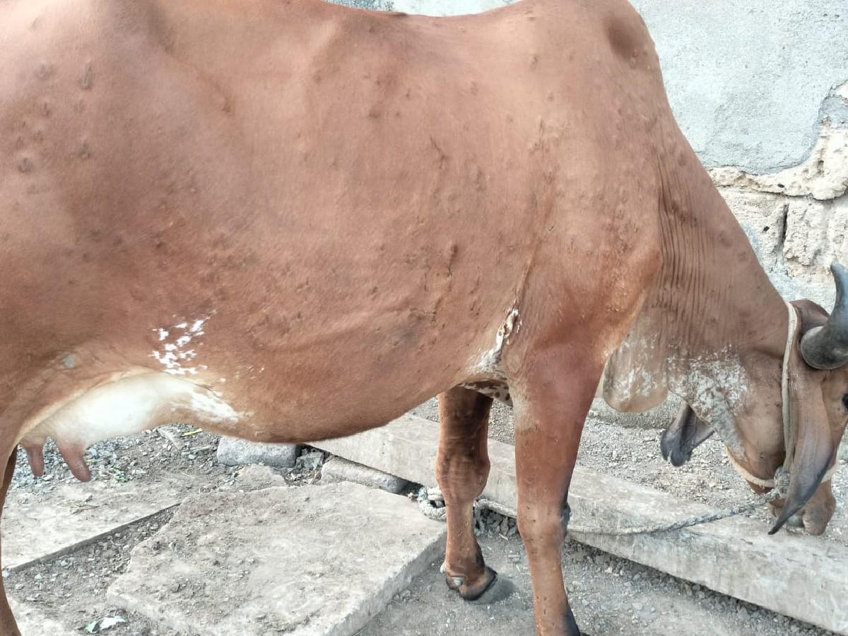 થંબનેલ 2