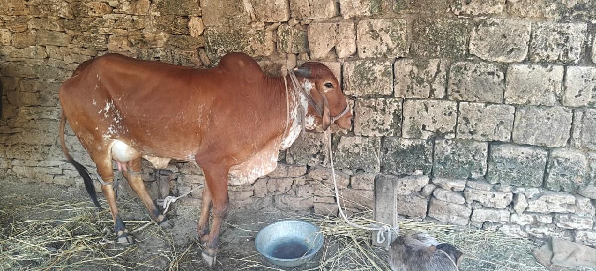 થંબનેલ 2