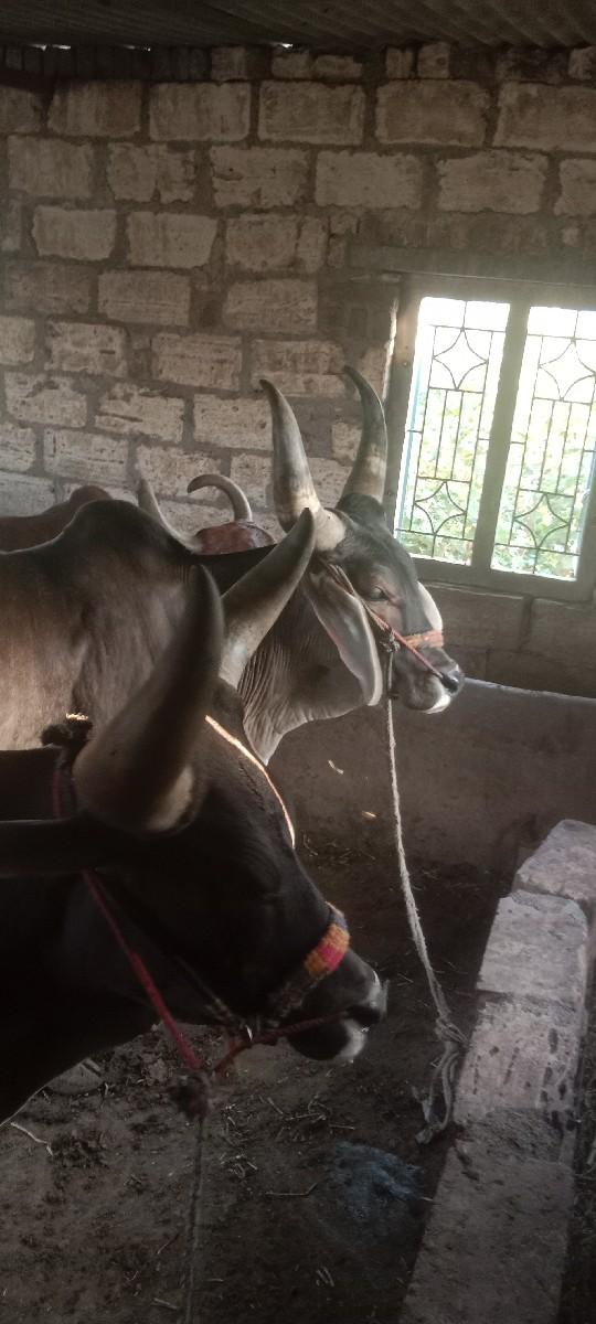 વેચવાના છે.ગોઢલા