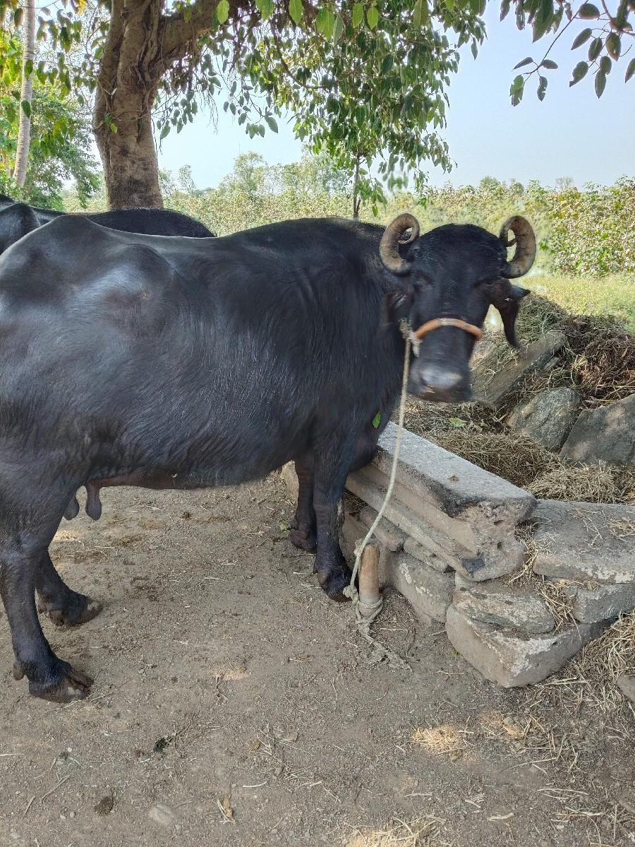 ભેંસ વેચવાની છે