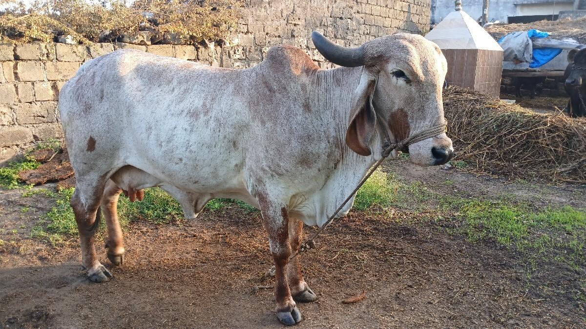 થંબનેલ 3