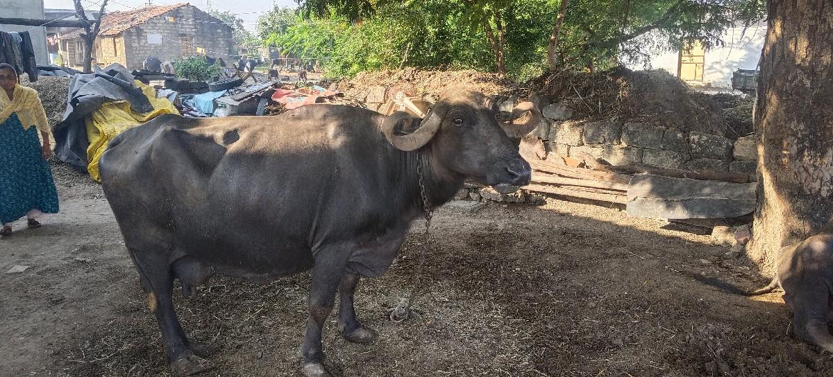 થંબનેલ 3