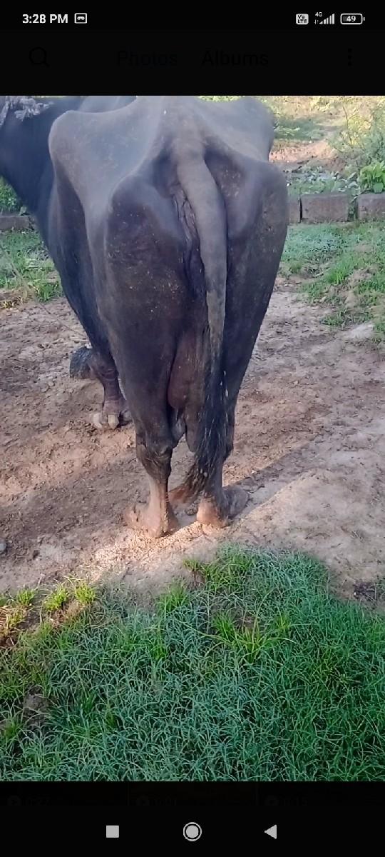 થંબનેલ 3