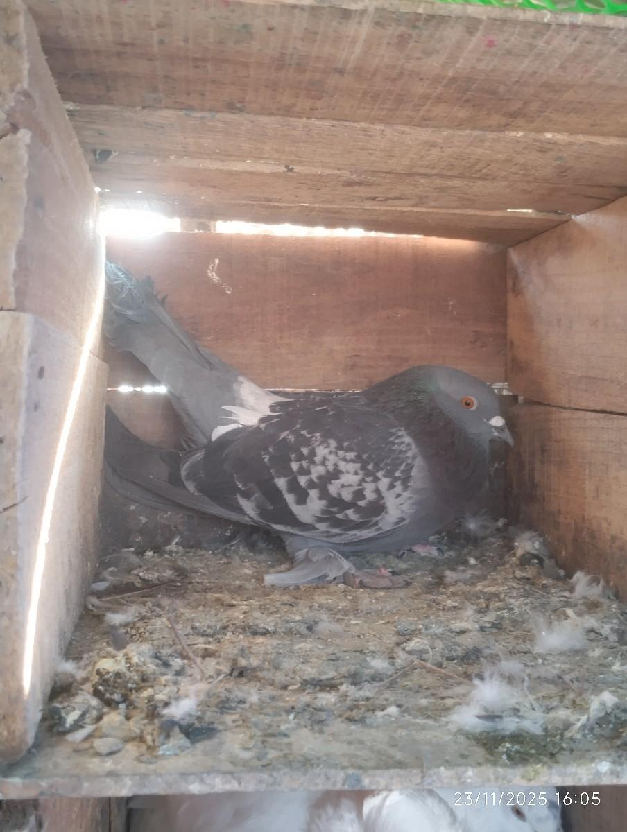 થંબનેલ 2