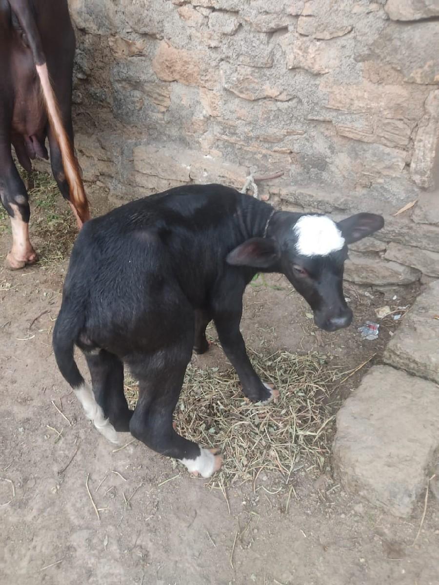 થંબનેલ 2