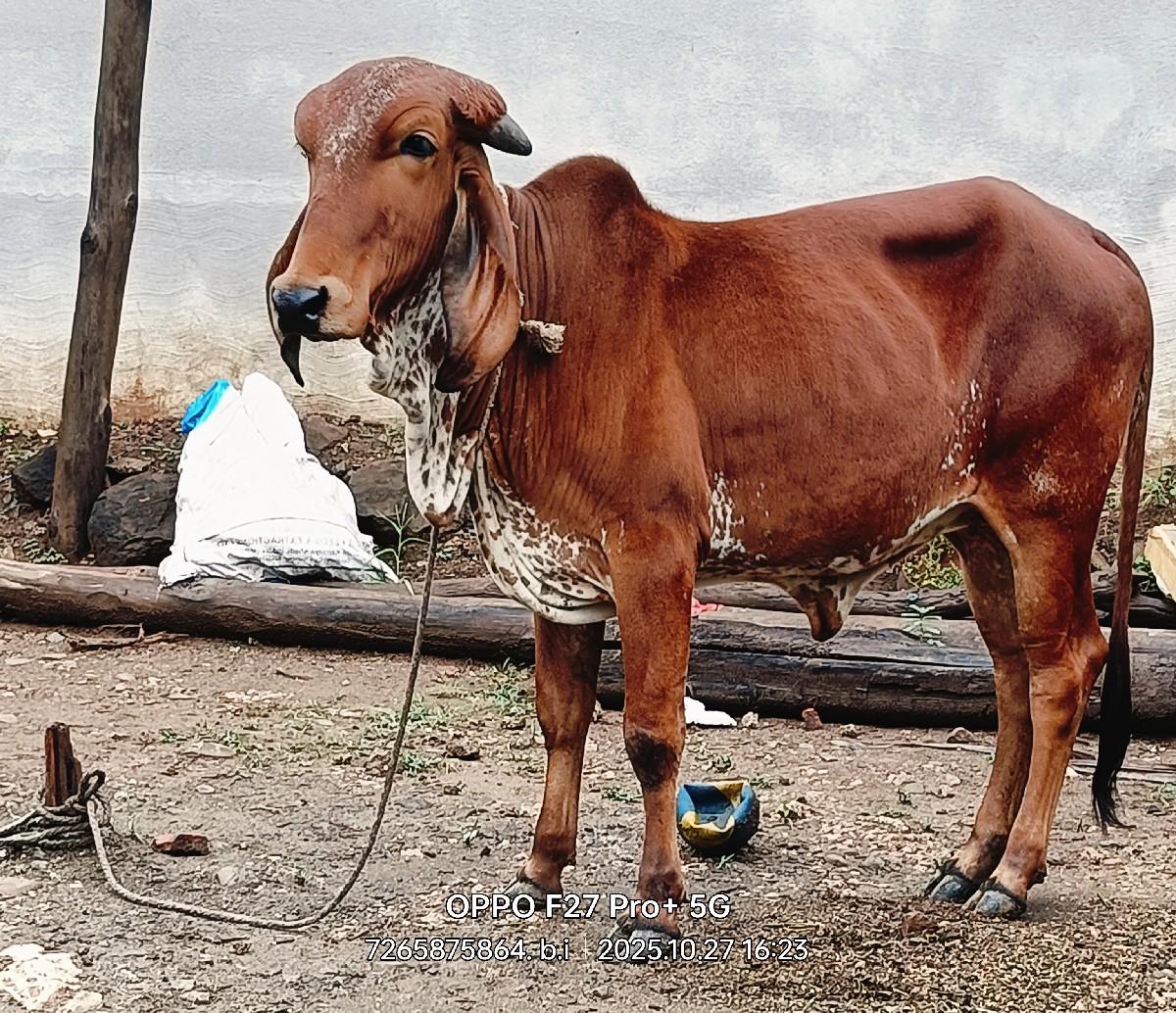 થંબનેલ 3