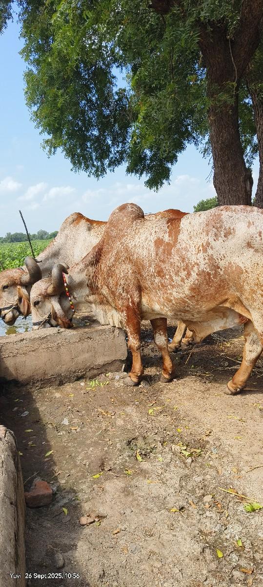 થંબનેલ 2