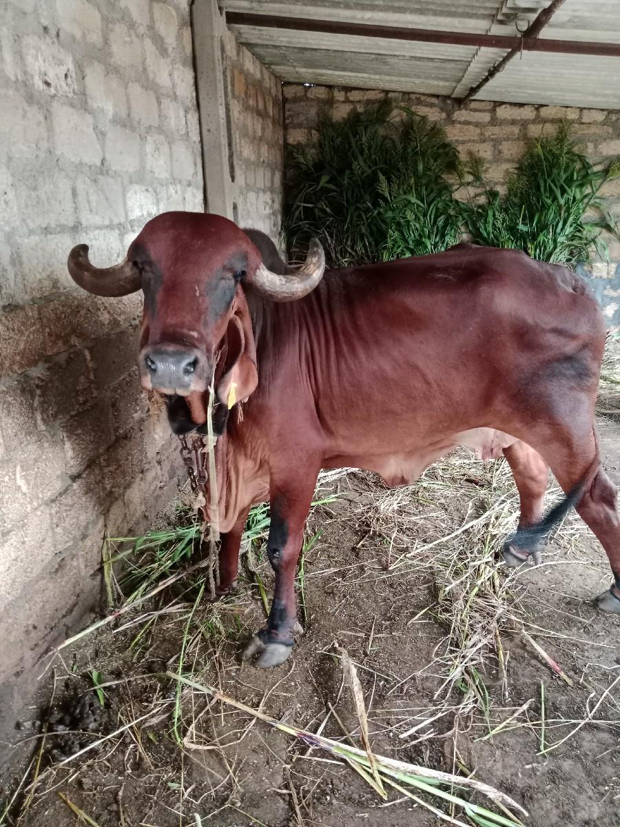 ગીર ગાય વેચવાની છે