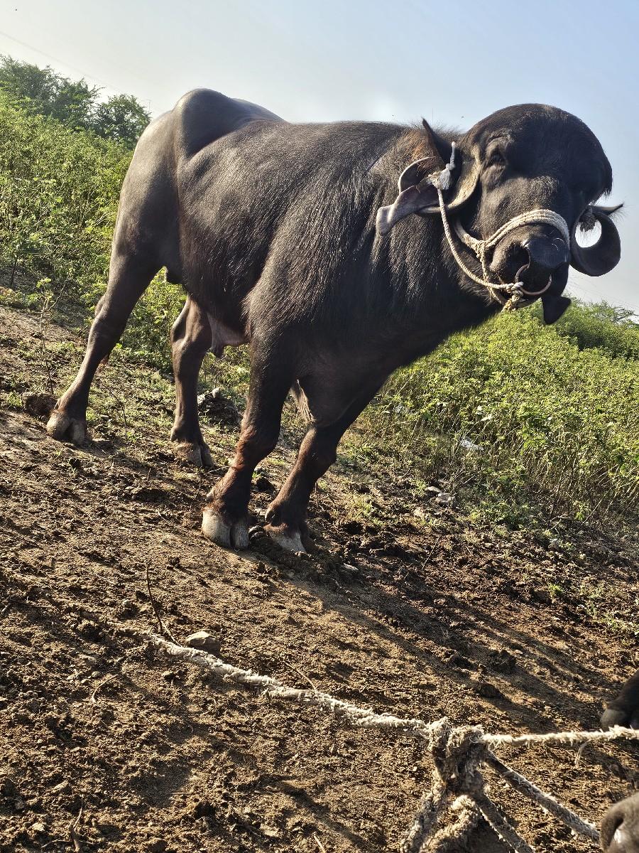 થંબનેલ 3