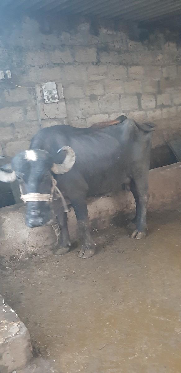 થંબનેલ 3