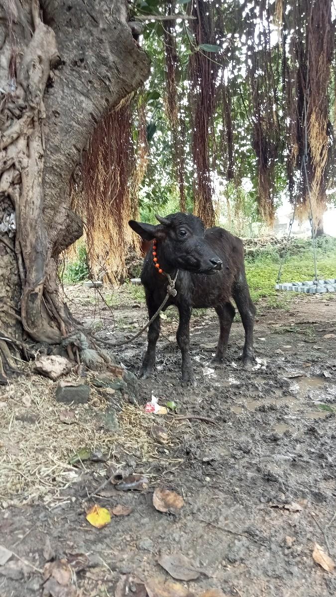 થંબનેલ 3