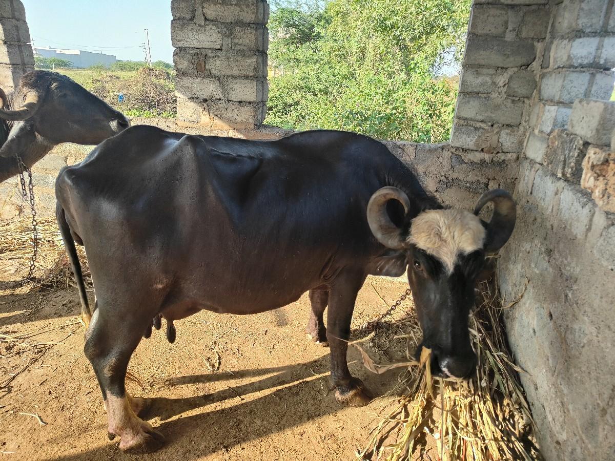 થંબનેલ 3