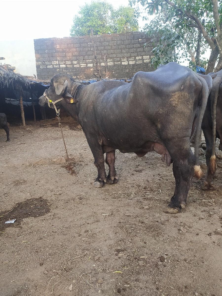 થંબનેલ 3