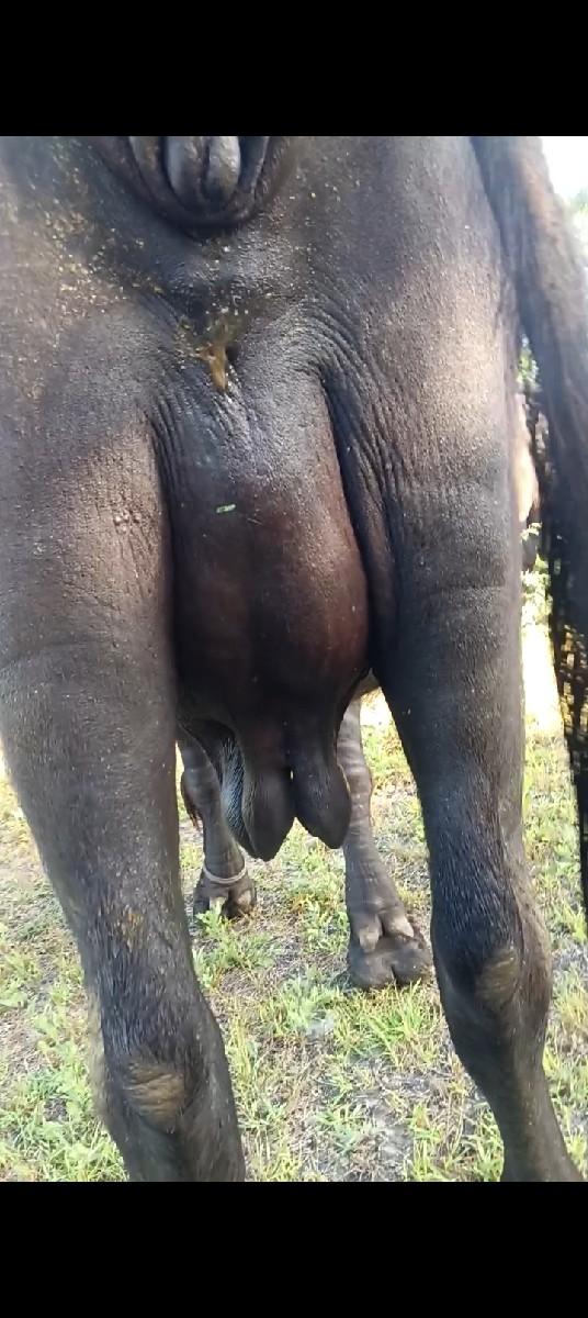 ભેંશ વેચવાની છે